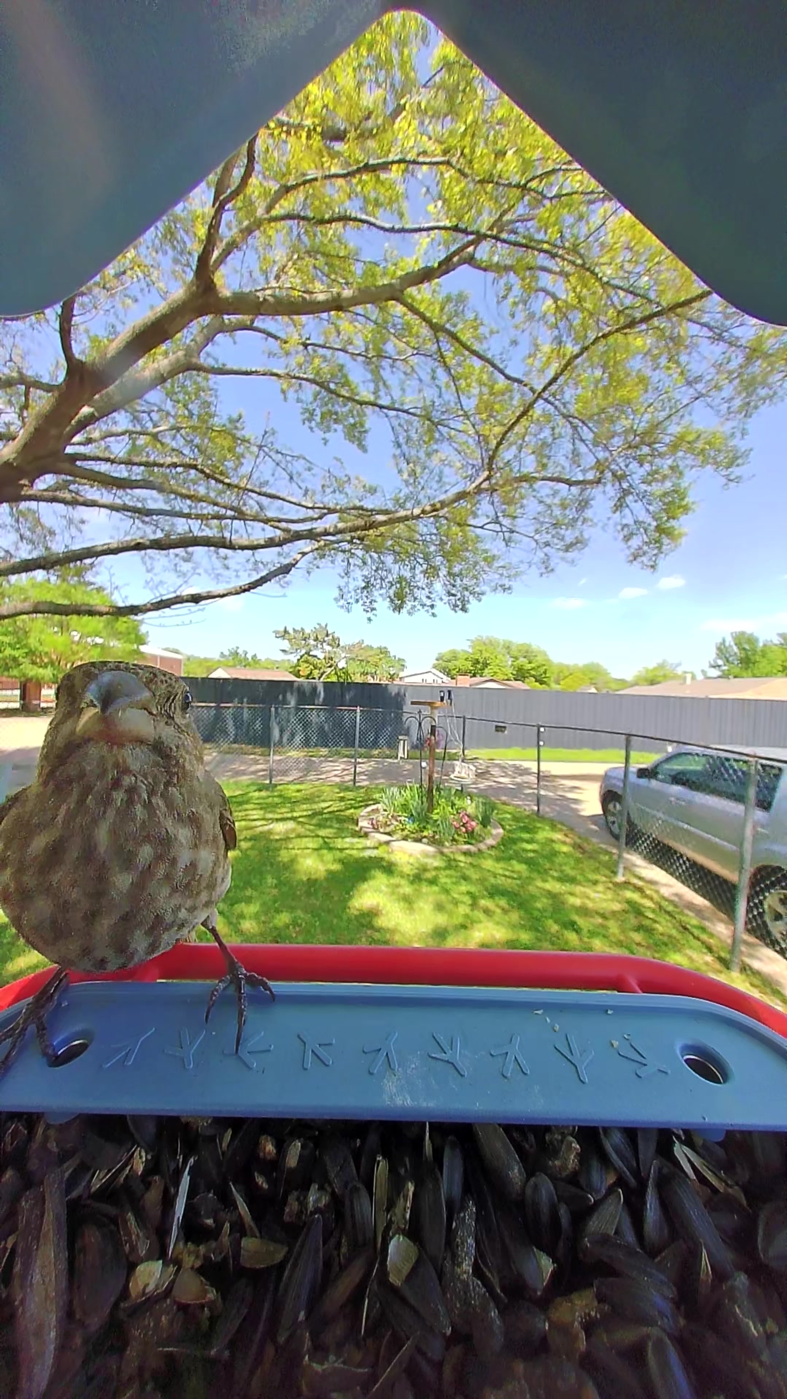 20260402-134941_e821e3bb96ca_House_Finch_Mara_Of_The_Eave_12_7eec612d 1